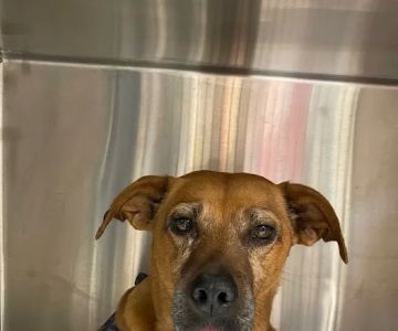 Easthampton Animal Hospital