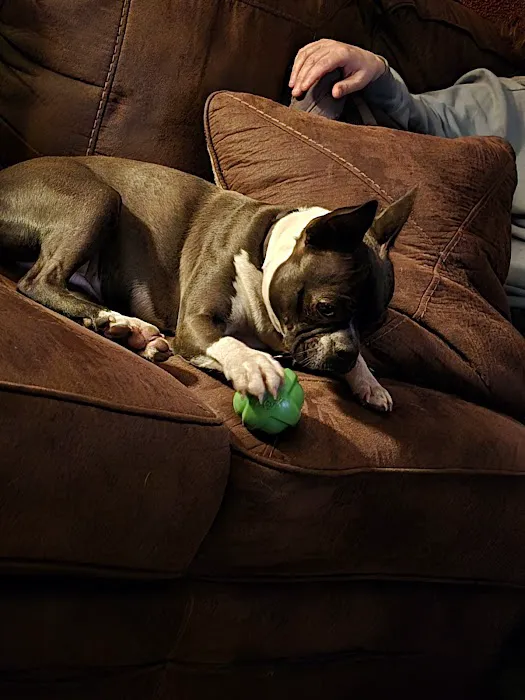 Easthampton Animal Hospital 8