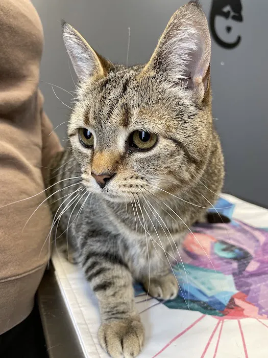 Easthampton Animal Hospital 9