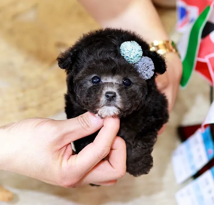 Maltipoo Puppies for sale 3