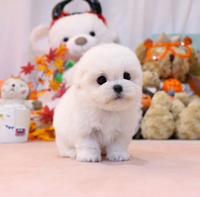 Maltipoo Puppies for sale 7