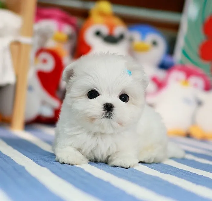 Maltipoo Puppies for sale 4