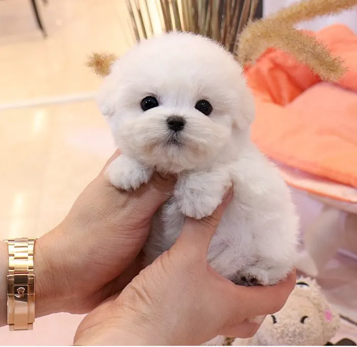 Maltipoo Puppies for sale 2