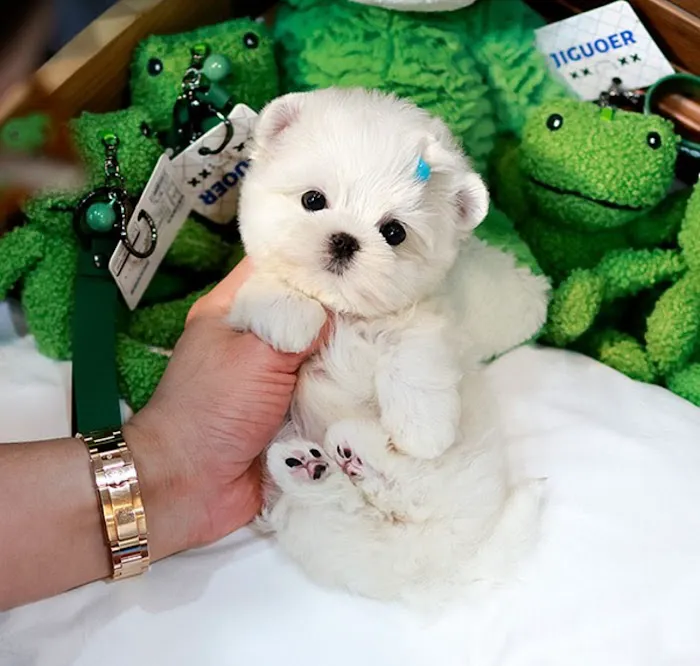 Maltipoo Puppies for sale 5