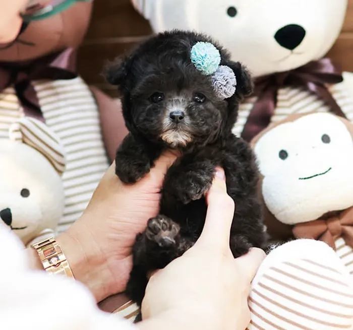 Maltipoo Puppies for sale 10