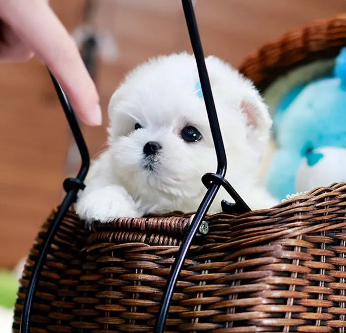 Maltipoo Puppies for sale 8