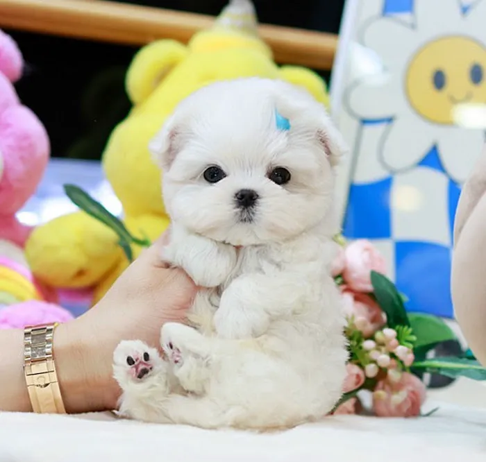 Maltipoo Puppies for sale 6