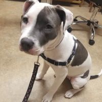Spruce Hill Veterinary Clinic ico