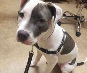 Spruce Hill Veterinary Clinic