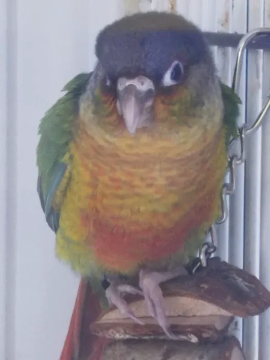 Petco 4