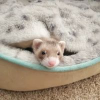 Pet Supplies Plus Virginia Beach ico