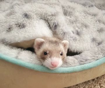Pet Supplies Plus Virginia Beach
