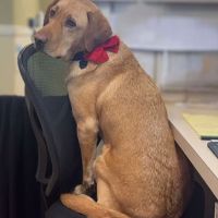 East Longmeadow Animal Hospital ico