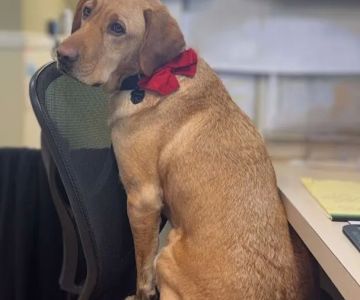 East Longmeadow Animal Hospital