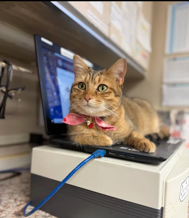 East Longmeadow Animal Hospital 6