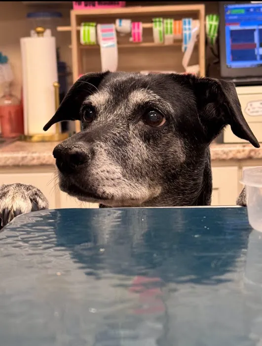 East Longmeadow Animal Hospital 7
