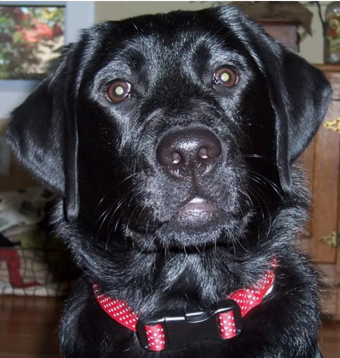 East Longmeadow Animal Hospital 3