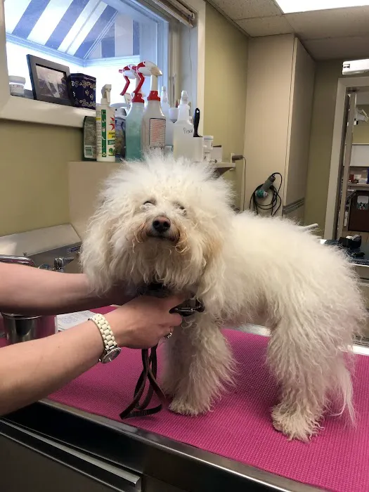 East Longmeadow Animal Hospital 10
