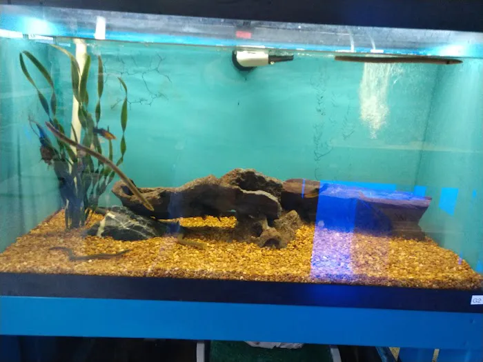 Jungle Aquatics 9