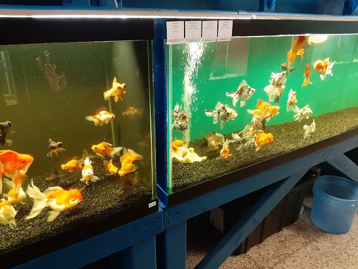 Jungle Aquatics 3