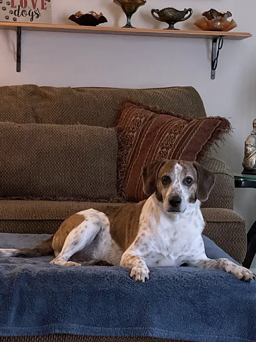 Petco 4