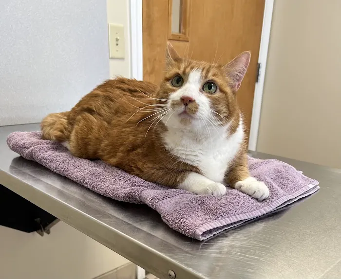 East Springfield Veterinary Hospital 7