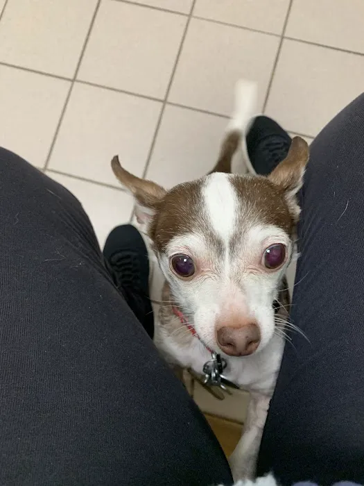 East Springfield Veterinary Hospital 6