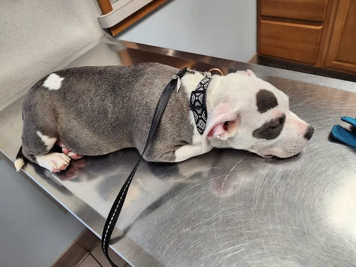 East Springfield Veterinary Hospital 8