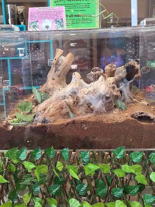 Fear Not Tarantulas, Inc 10