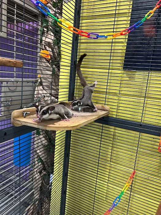 Phoenix Pets 3
