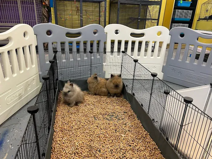 Phoenix Pets 10