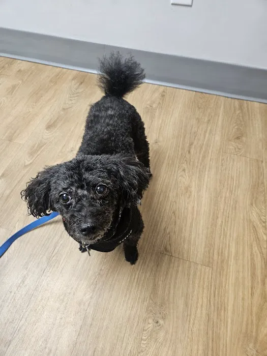Town & Country Veterinary Associates 6