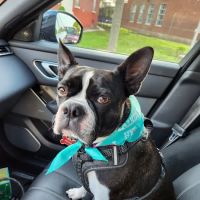 Town & Country Veterinary Associates ico