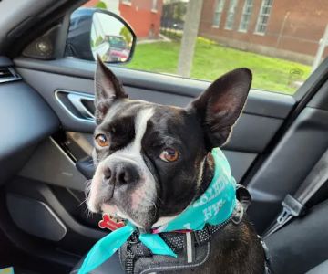 Town & Country Veterinary Associates