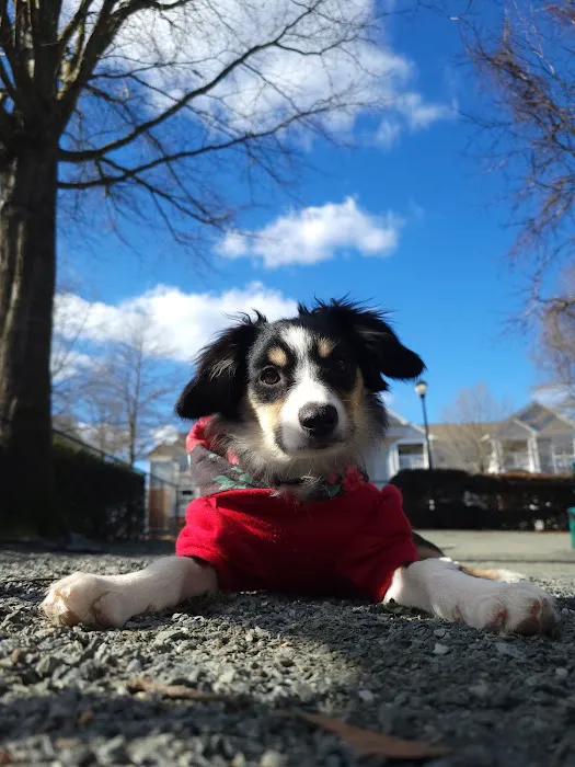 Pups N Stuff 5