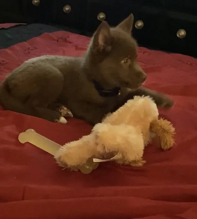 Pups N Stuff 6