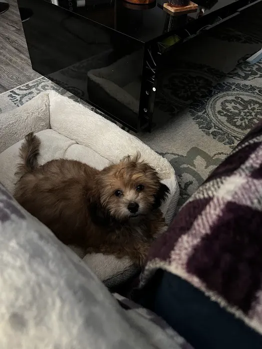 Pups N Stuff 3