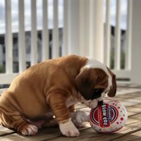 Pups N Stuff ico