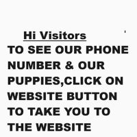 Maltipoo Puppies for sale ico
