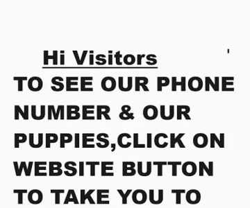Maltipoo Puppies for sale