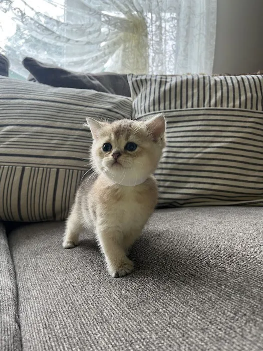 Pashas Scottish Fold And British Cattery LLC 9
