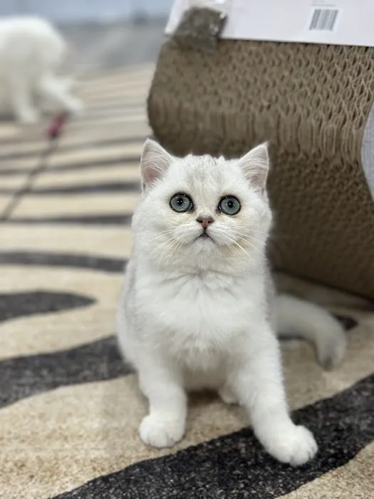 Pashas Scottish Fold And British Cattery LLC 3