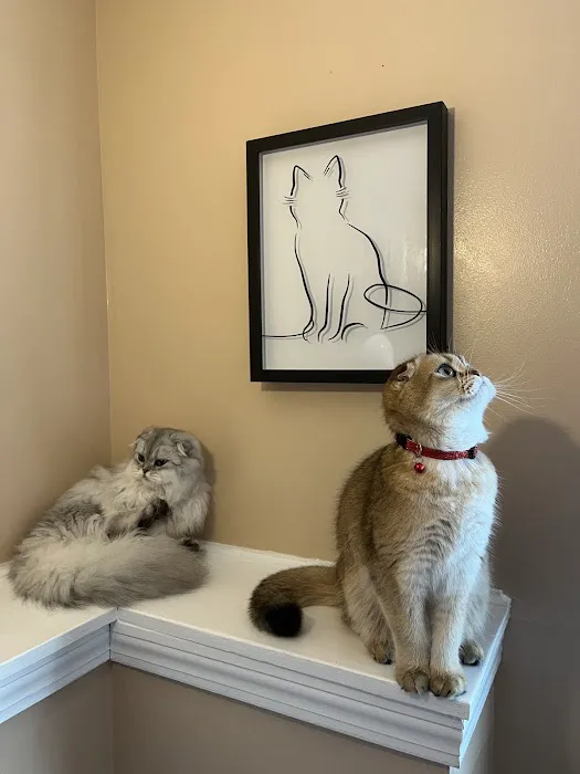 Pashas Scottish Fold And British Cattery LLC 6