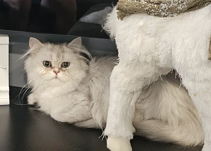 Pashas Scottish Fold And British Cattery LLC 1
