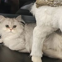 Pashas Scottish Fold And British Cattery LLC ico