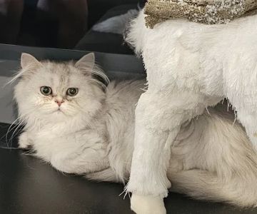 Pashas Scottish Fold And British Cattery LLC