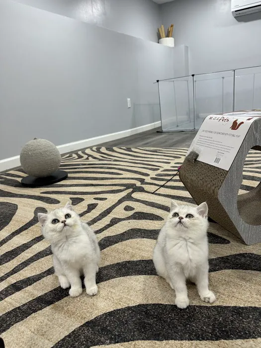 Pashas Scottish Fold And British Cattery LLC 8