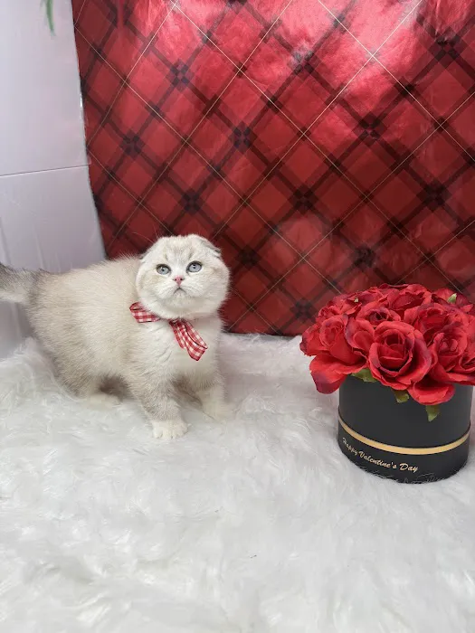 Pashas Scottish Fold And British Cattery LLC 4