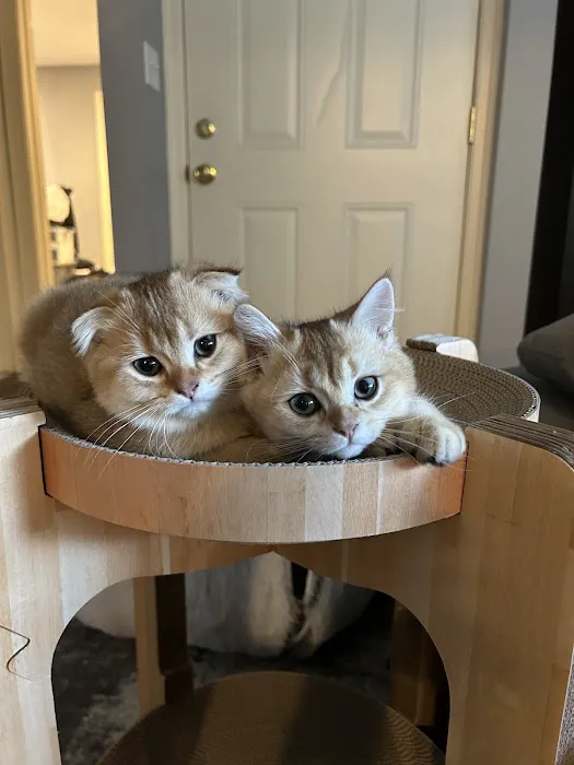 Pashas Scottish Fold And British Cattery LLC 2