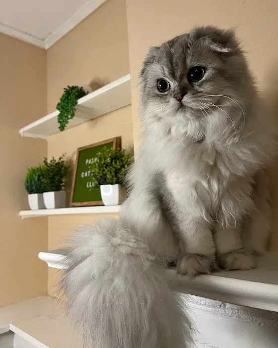 Pashas Scottish Fold And British Cattery LLC 7